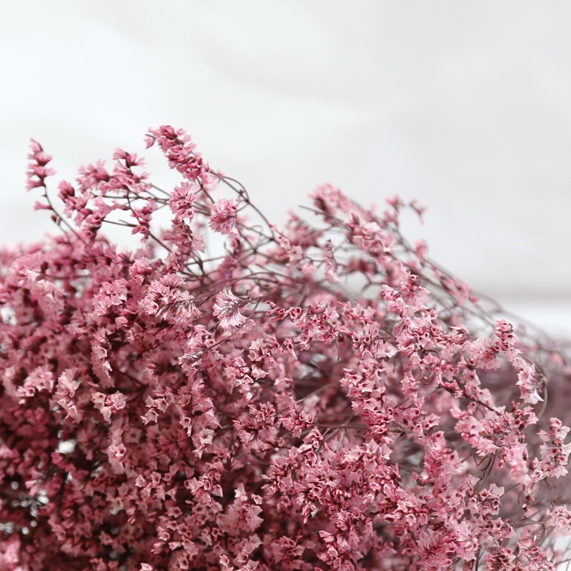 Natural Fresh Dried Preserved  - Dried Flower Bulk 评论和价格