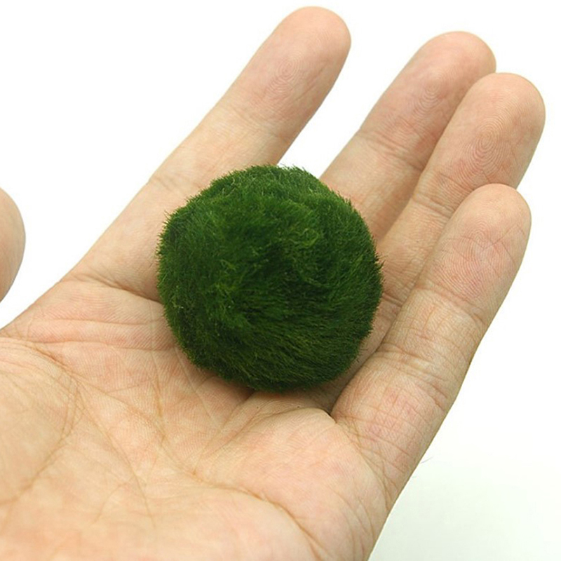 Marimo Moss Balls Live Aquariu - Terrarium Moss Art 评论和价格
