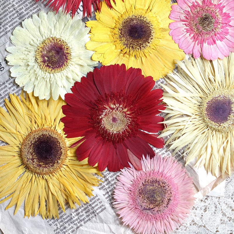 1pcs/7-9cm,Pressed Gerbera Dri - Resin Craft Ideas 评论和价格