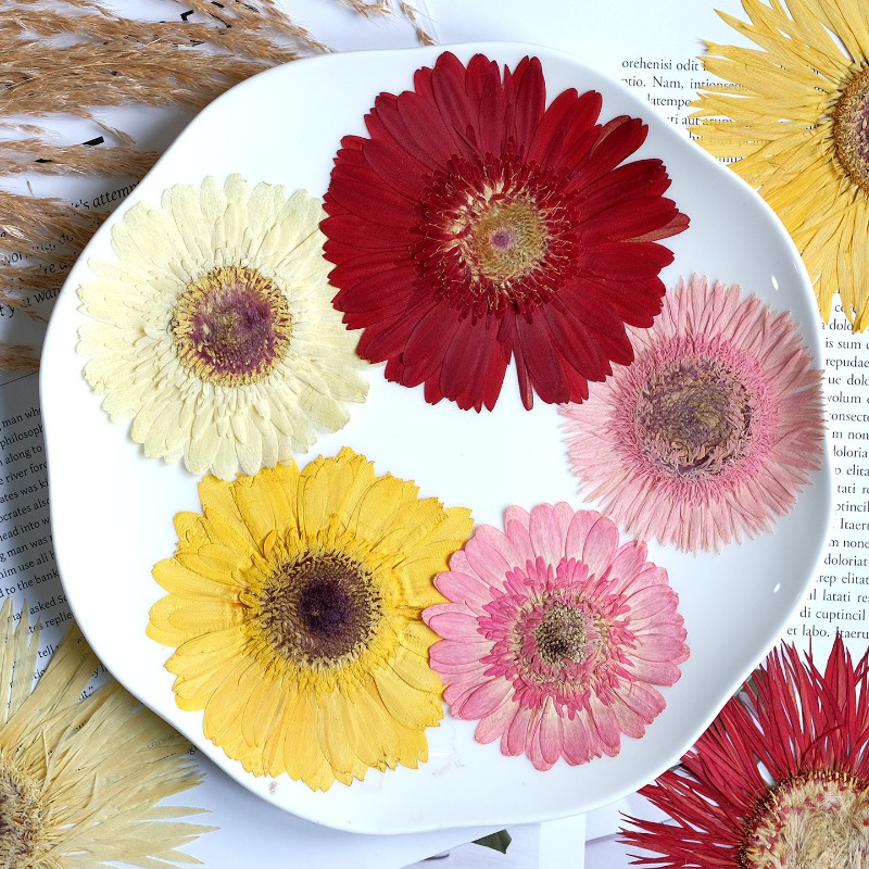 1pcs/7-9cm,Pressed Gerbera Dri - Resin Craft Ideas 评论和价格