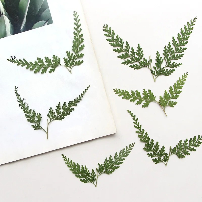Nature Pressed Fern Branches,d - Dried Flower Bulk 评论和价格