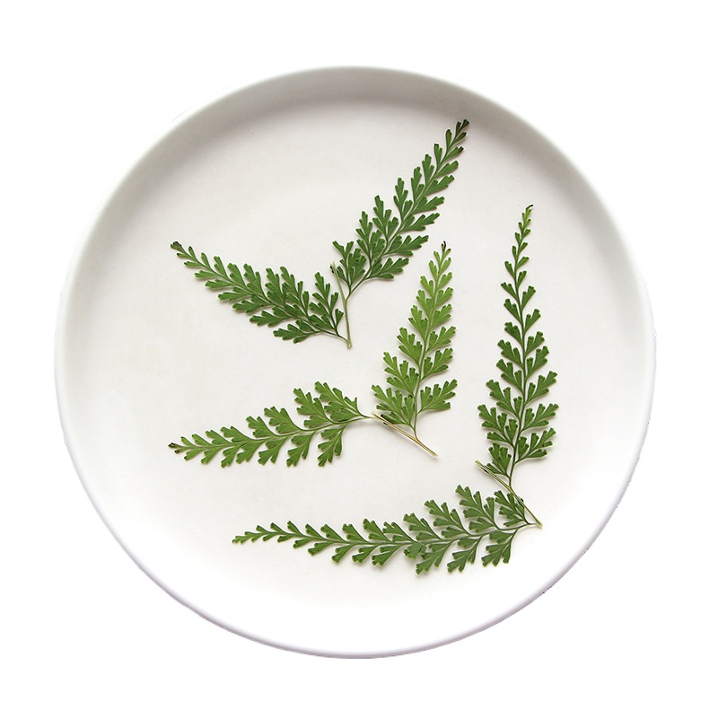 Nature Pressed Fern Branches,d - Dried Flower Bulk 评论和价格
