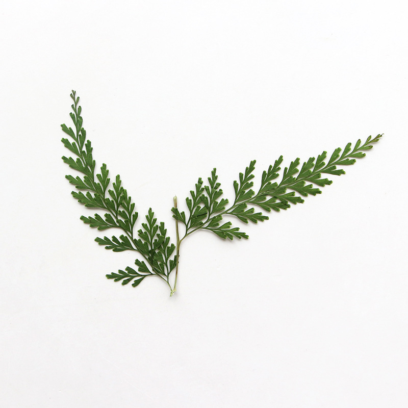 Nature Pressed Fern Branches,d - Dried Flower Bulk 评论和价格