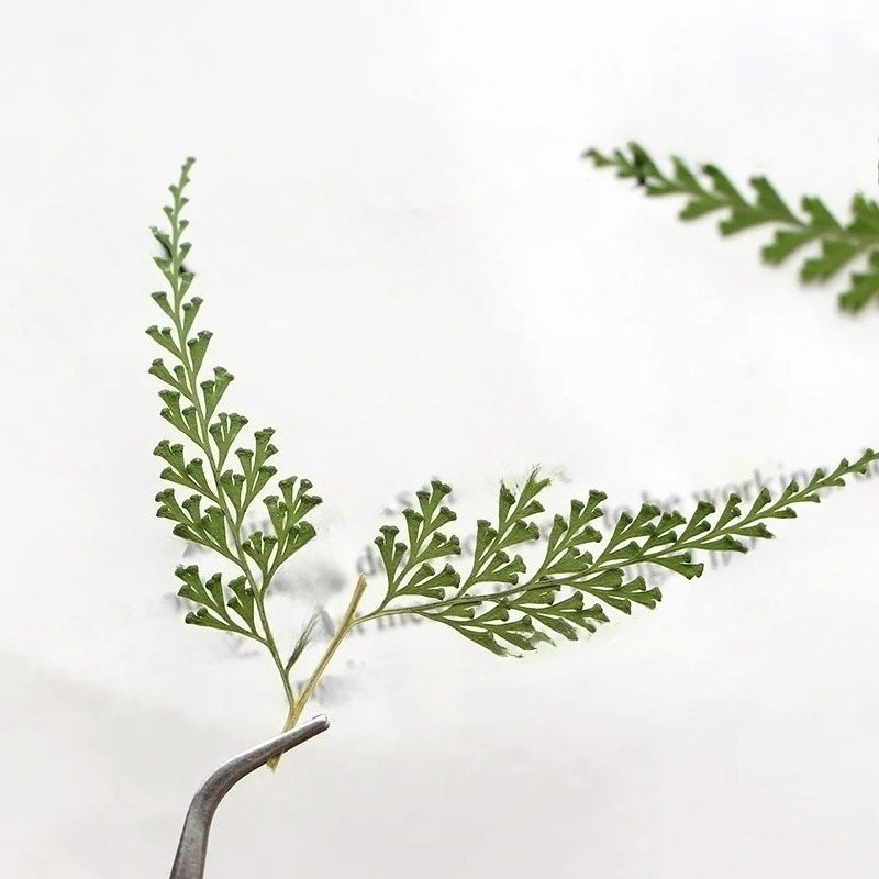 Nature Pressed Fern Branches,d - Dried Flower Bulk 评论和价格