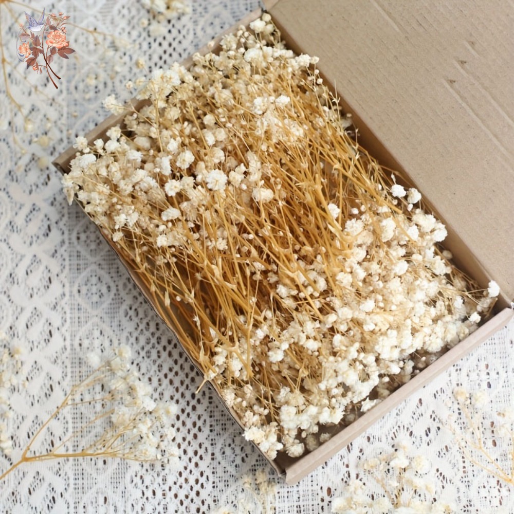 100pcs Mini Dried Baby's Breat - Dried Flower Bulk 评论和价格